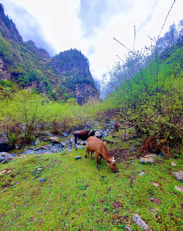 陡峭山壁中的察汗河。