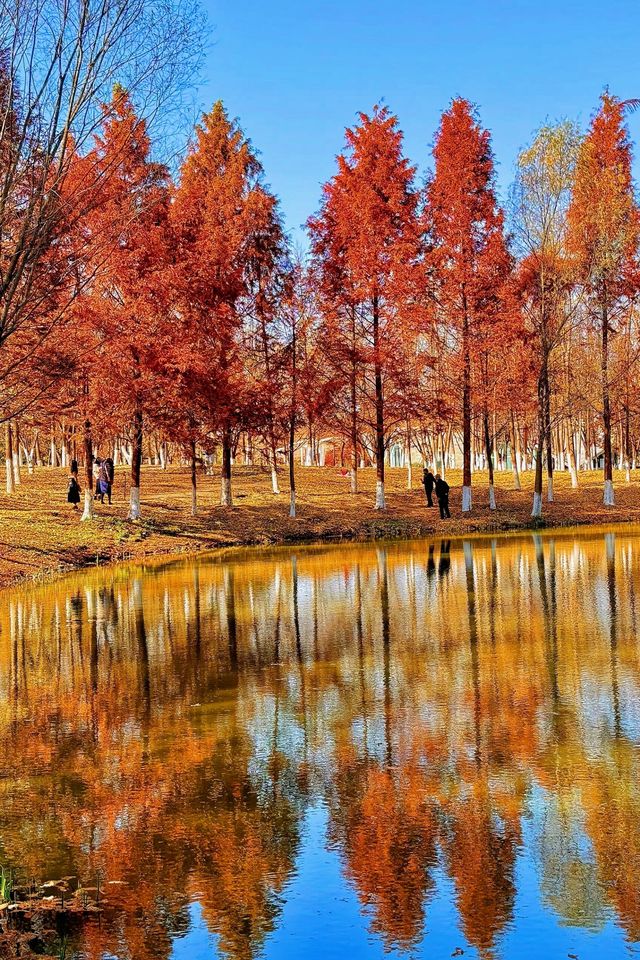 【西安滻灞濕地公園】探索城市綠洲,體驗自然與美食的完美融合。 【西安滻灞濕地公園】探索城市綠洲,體驗自然與美食的完美融合。