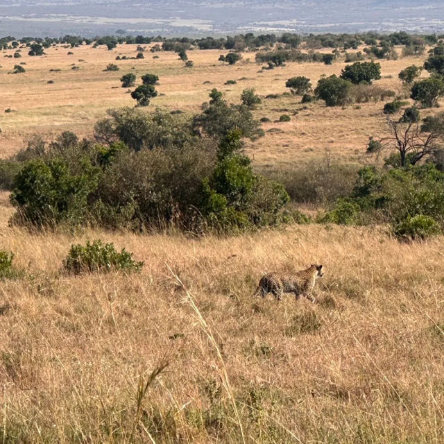 Maasai Mara Kenya national park 