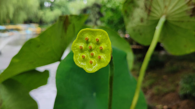 湖州蓮花莊雅韻探秘。