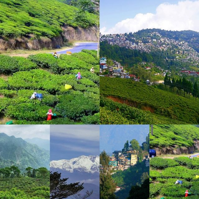 大吉嶺兩天遊記，帶你領略印度的茶香與美景！。