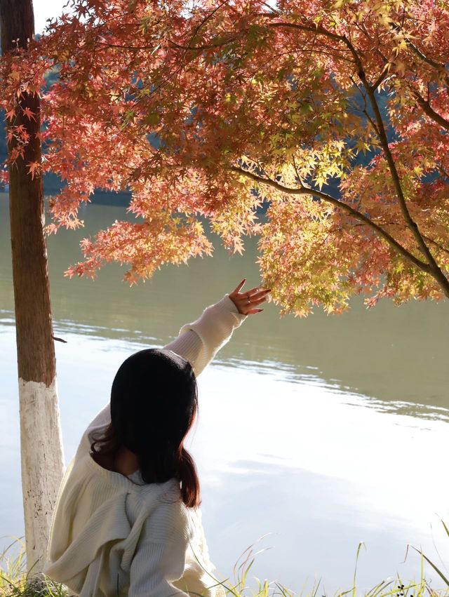 江浙滬賞秋天花板｜香山雙山兩天一日附地圖。