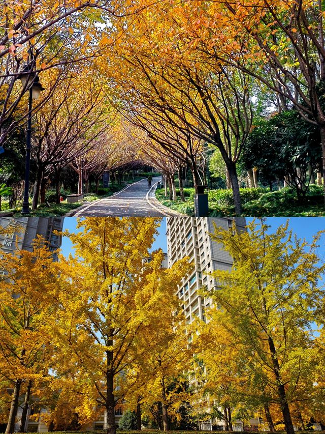 不用去京都，在武漢咱也能看紅葉。