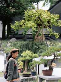 成都百花潭公園，賞銀杏景觀園。