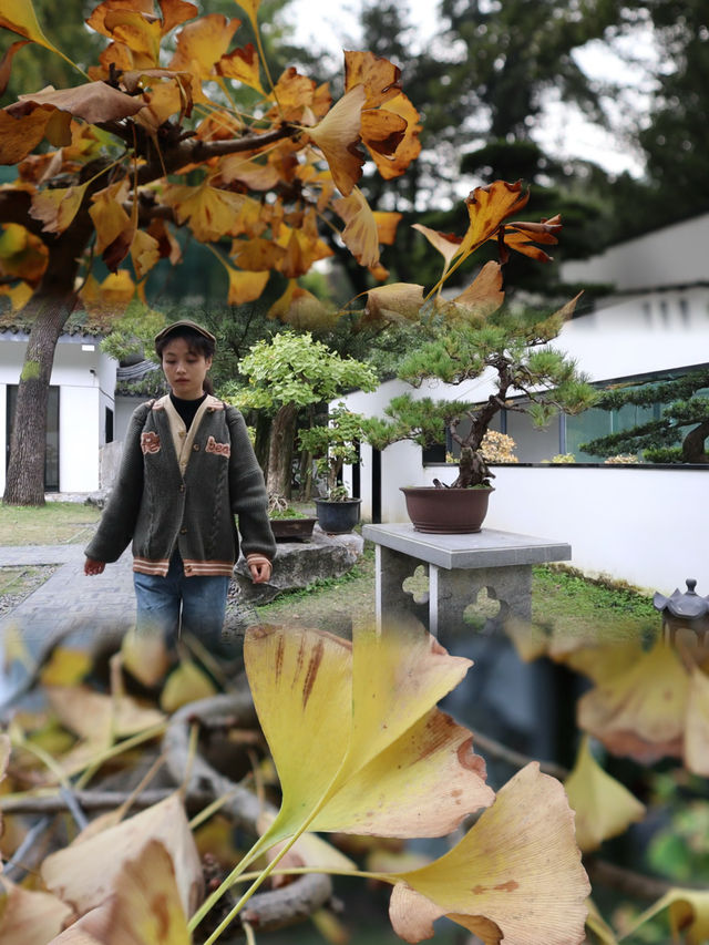 成都百花潭公園，賞銀杏景觀園。