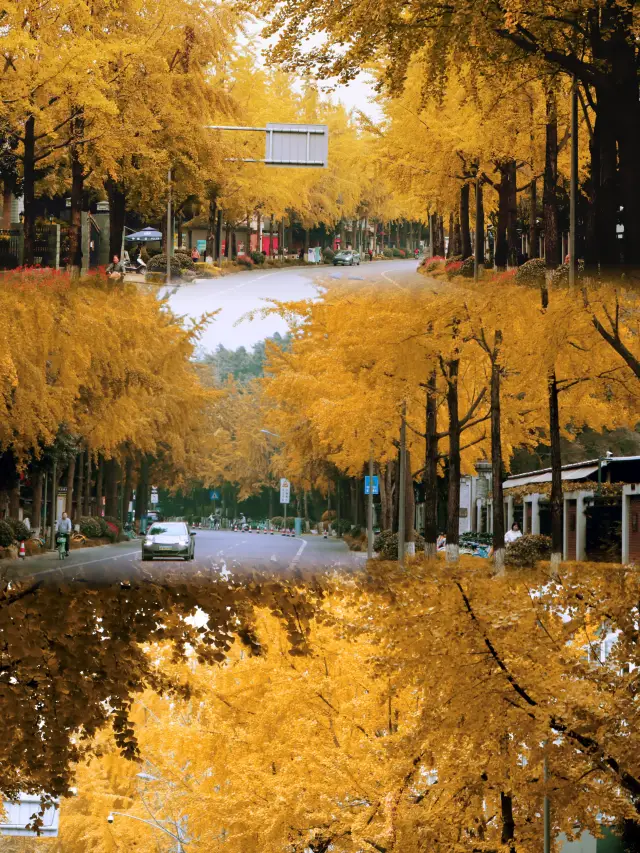 Chengdu Ginkgo Trees in Autumn, Tree-Lined Avenue.