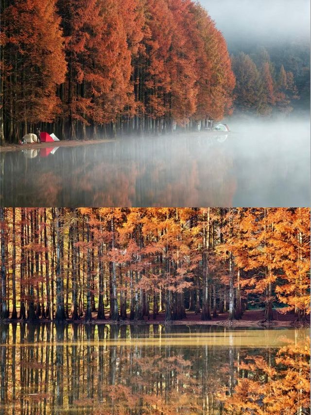 陝西水上森林秋景真的好夢幻油畫世界。