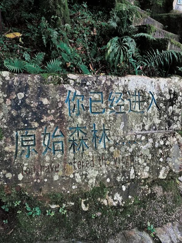 哀牢山保姆級攻略1.0🌳帶你領略自然之美