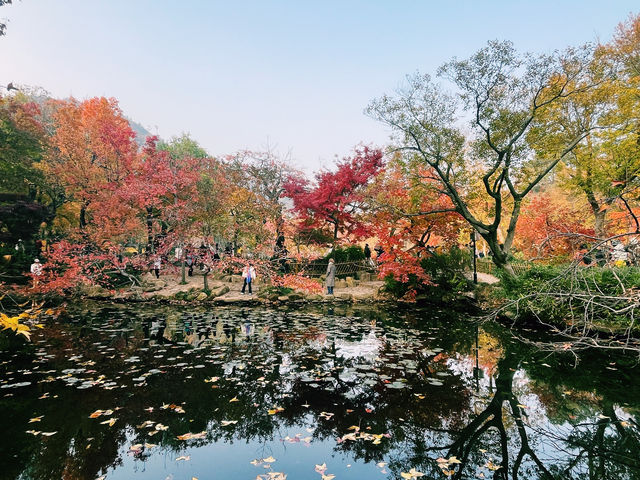 姑蘇秋意：天平紅楓，美艷不可方物