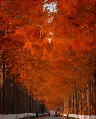 I thought the plane tree avenue in Nanjing was beautiful, until I came to...