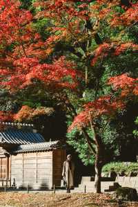 我在東京看紅葉拍到了人生照片