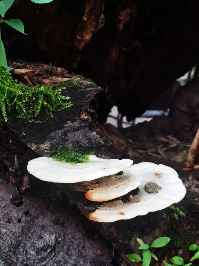 여관에서의 느린 시간