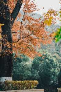桂林七星公園限量版美景上線，錯過等一年！！