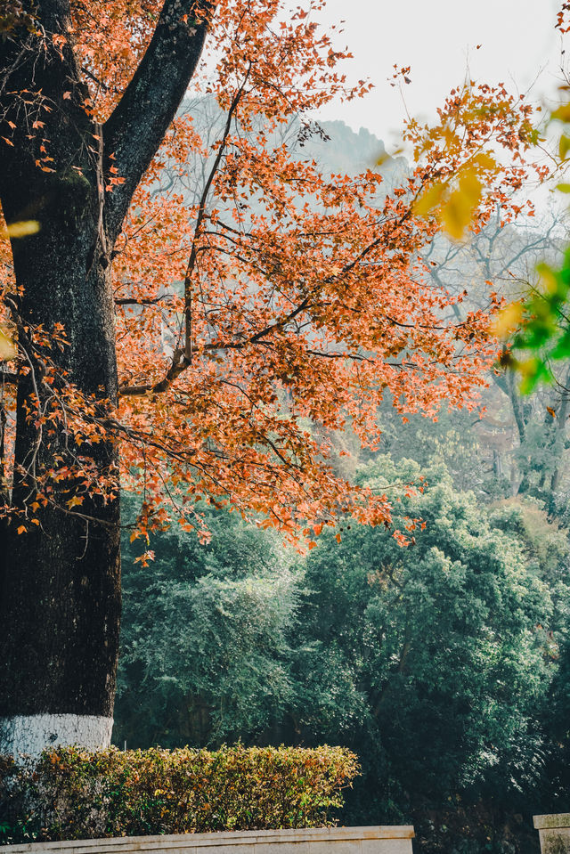 桂林七星公園限量版美景上線，錯過等一年！！