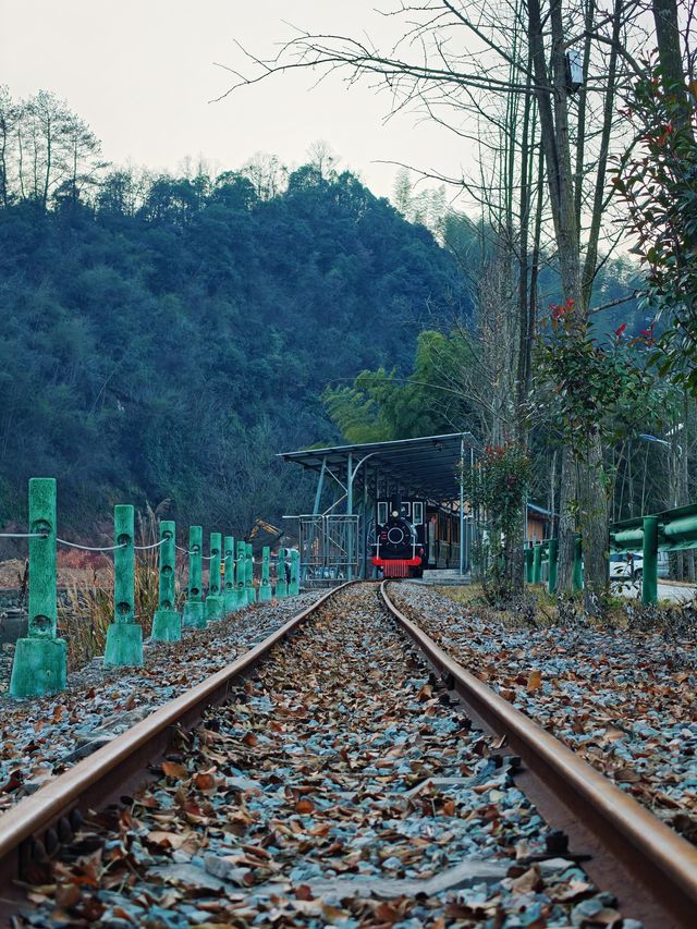 官庄·辰龍關‖一大片寧靜怡人的茶園基地