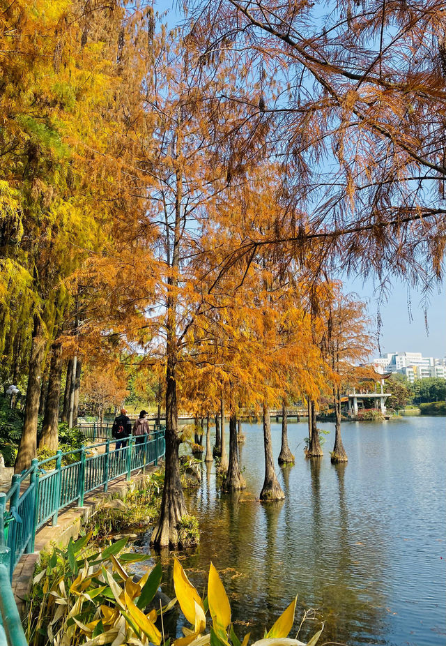 深圳洪湖公園：邂逅美拉德色系的冬日浪漫