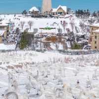 在海邊看雪景！！！威海真是太合適啦！！！