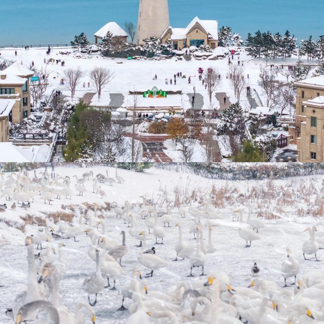 在海邊看雪景！！！威海真是太合適啦！！！