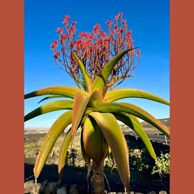 西班牙𝗟𝗮𝗻𝘇𝗮𝗿𝗼𝘁𝗲火山都有葡萄園