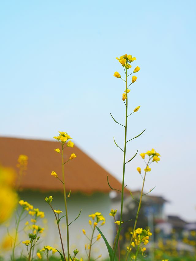 實拍成都萬畝油菜花田已經盛開
