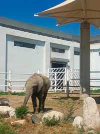 安徽大青山野生動物園 | 開啟超治癒的動物奇遇記