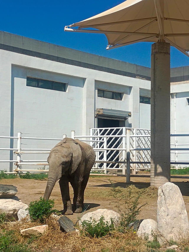 安徽大青山野生動物園 | 開啟超治癒的動物奇遇記