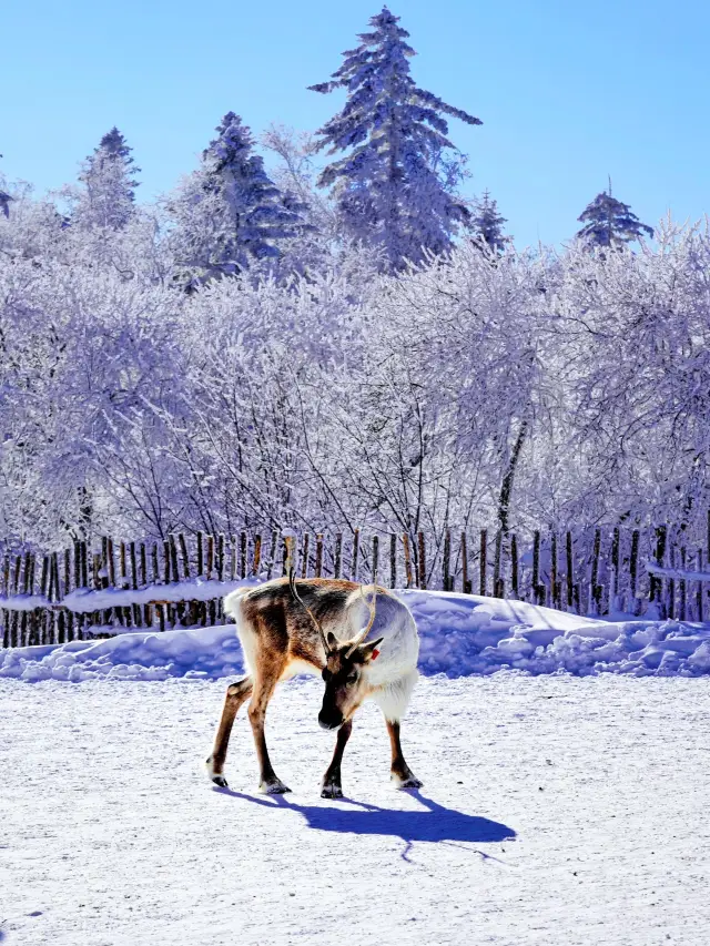 Jilin - Changbai Mountain Tianchi Skiing: This Guide Has Everything You Need