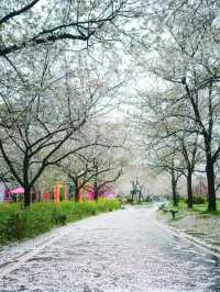 武漢2-5月賞花攻略！是春和景明
