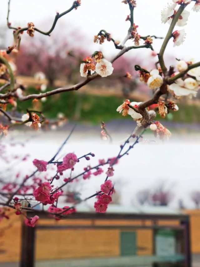 辰山梅花花海：一場畫中遊的浪漫春光