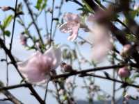 2月華南迎來桃花盛開