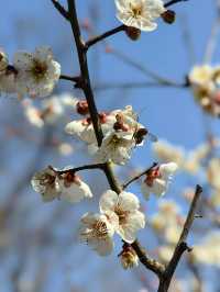賞梅丨世紀公園