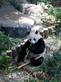 新加坡四大動物園保姆級遊玩路線