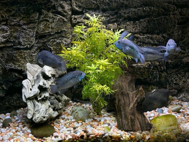 上海海洋水族館：探秘藍色星球的奇幻之旅