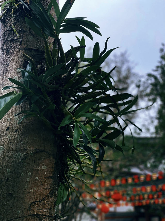 新年祈福讓人瞬間靜下心來的神仙地方