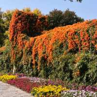 在忠侖公園賞花、閒談、散步、遛娃