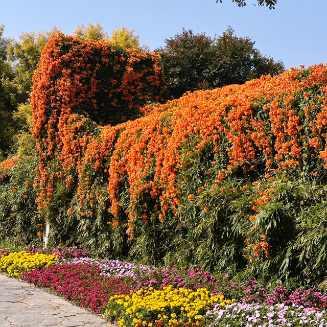 在忠侖公園賞花、閒談、散步、遛娃