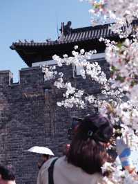 蘇東坡沒有騙我！我在南京找到了「天上宮闕」櫻花天梯