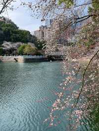 望月公園的第一波櫻花已經綻放 3.1實拍