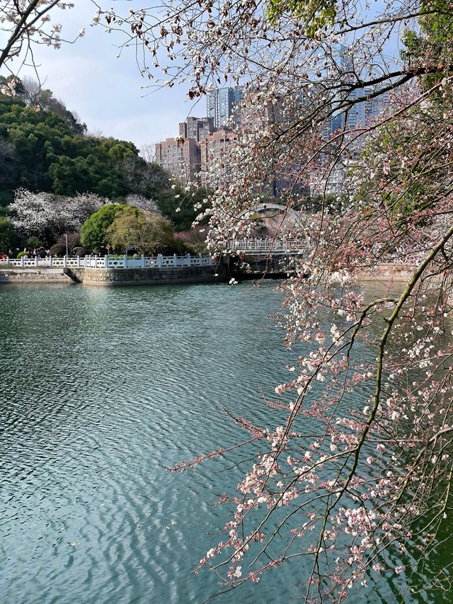 望月公園的第一波櫻花已經綻放 3.1實拍 望月公園的第一波櫻花已經綻放 3.1實拍