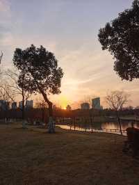 這裡的梅花開了，喊你來看，沒有喊你開車來看