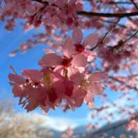 🌸寶子們衝！上帝的部落司馬庫斯美瘋了