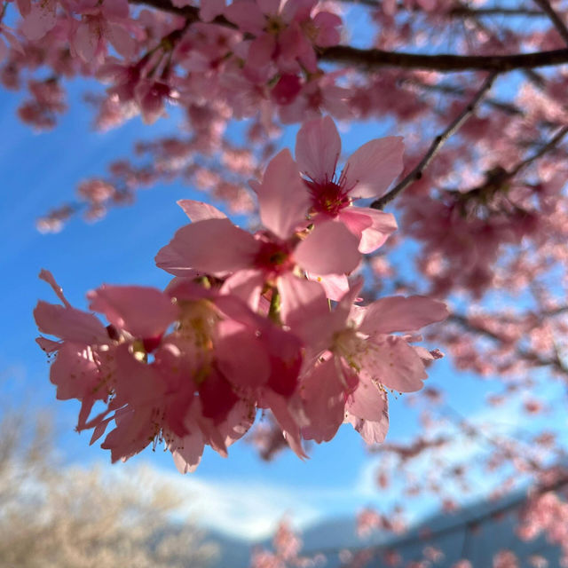 🌸寶子們衝！上帝的部落司馬庫斯美瘋了