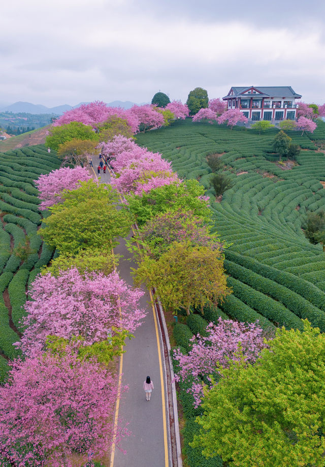 漳平永福櫻花園 | 福建的「櫻花小京都」