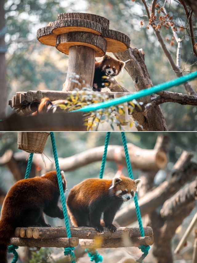 動物園遊記ᵕ̈終於看到軍軍和紅糖啦 附攻略