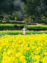 婺源油菜花實況播報｜想去嘅姊妹請再等一周