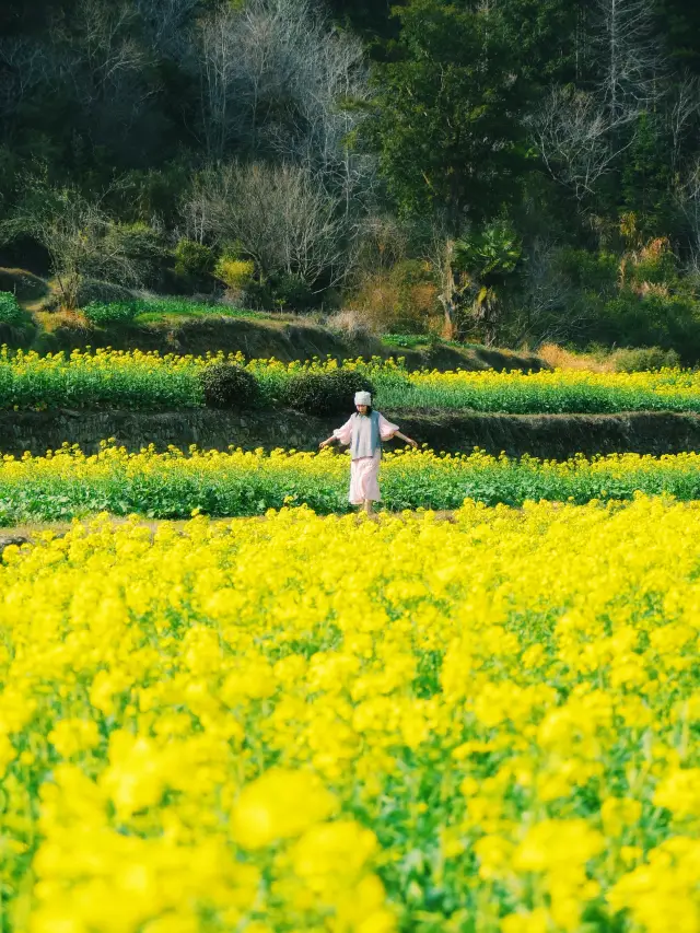 Wuyuan Rapeseed Flower Live Report｜Sisters who want to go, please wait another week