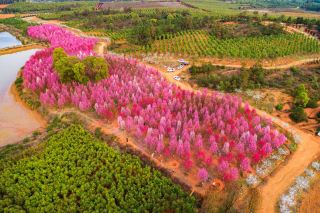 Can't hide it anymore! Check out these great places to enjoy spring and admire flowers in Zhangshu!