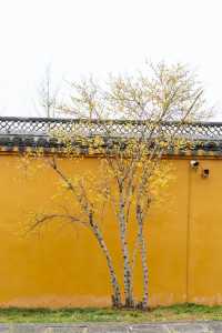 Discover the Best Spot for Plum Blossoms in Jinhua!