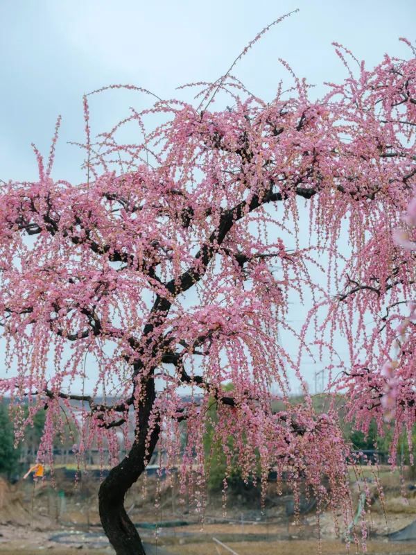 Discover the Hidden Gem of Longmei Plum Blossoms in Jinhua!