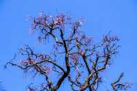 Discover the Beauty of Longmei and Chamei (Plum) Flowers in Jinhua